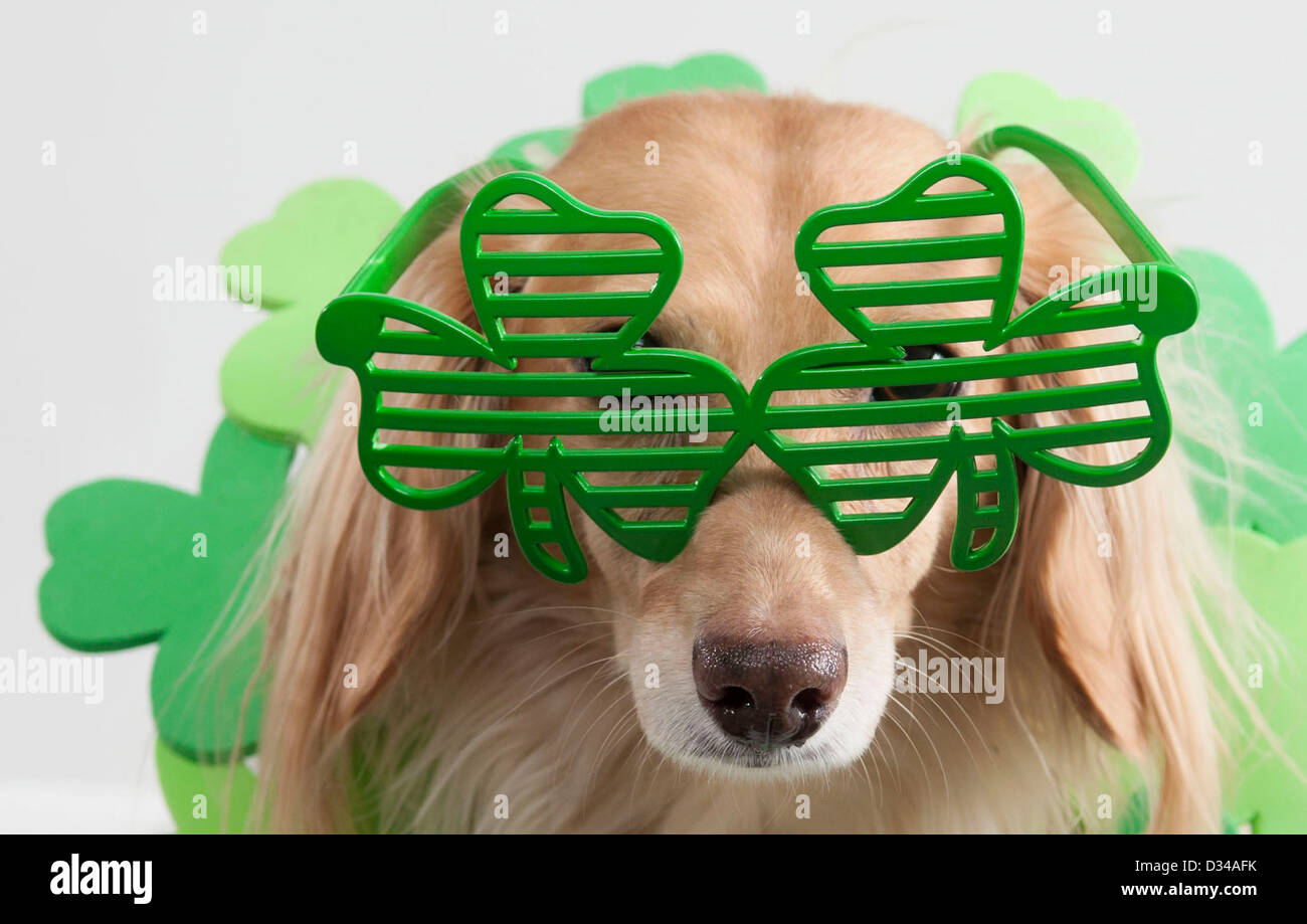 Dog wearing shamrock glasses Stock Photo Alamy