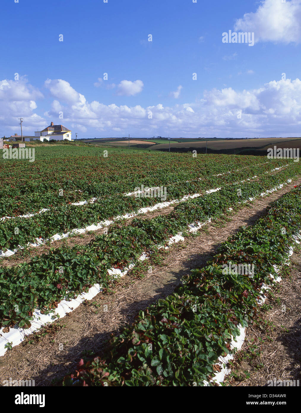 Field of strawberries, Ormskirk, Lancashire, England, United Kingdom