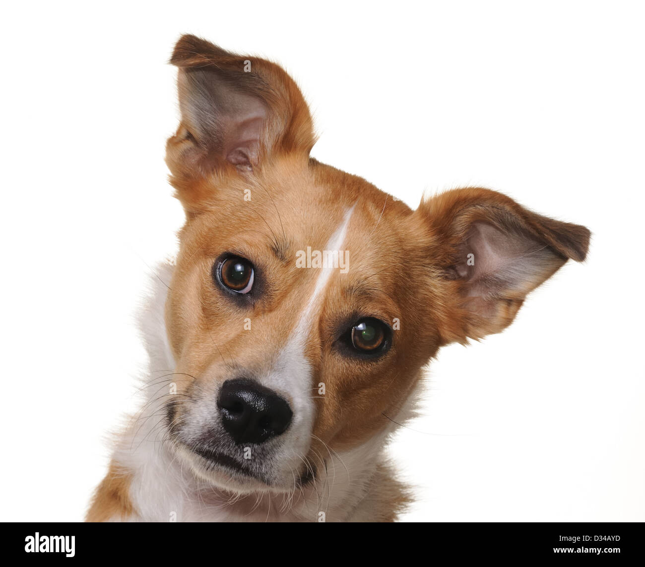 Portrait of a Jack Russell mix rescue dog. Stock Photo