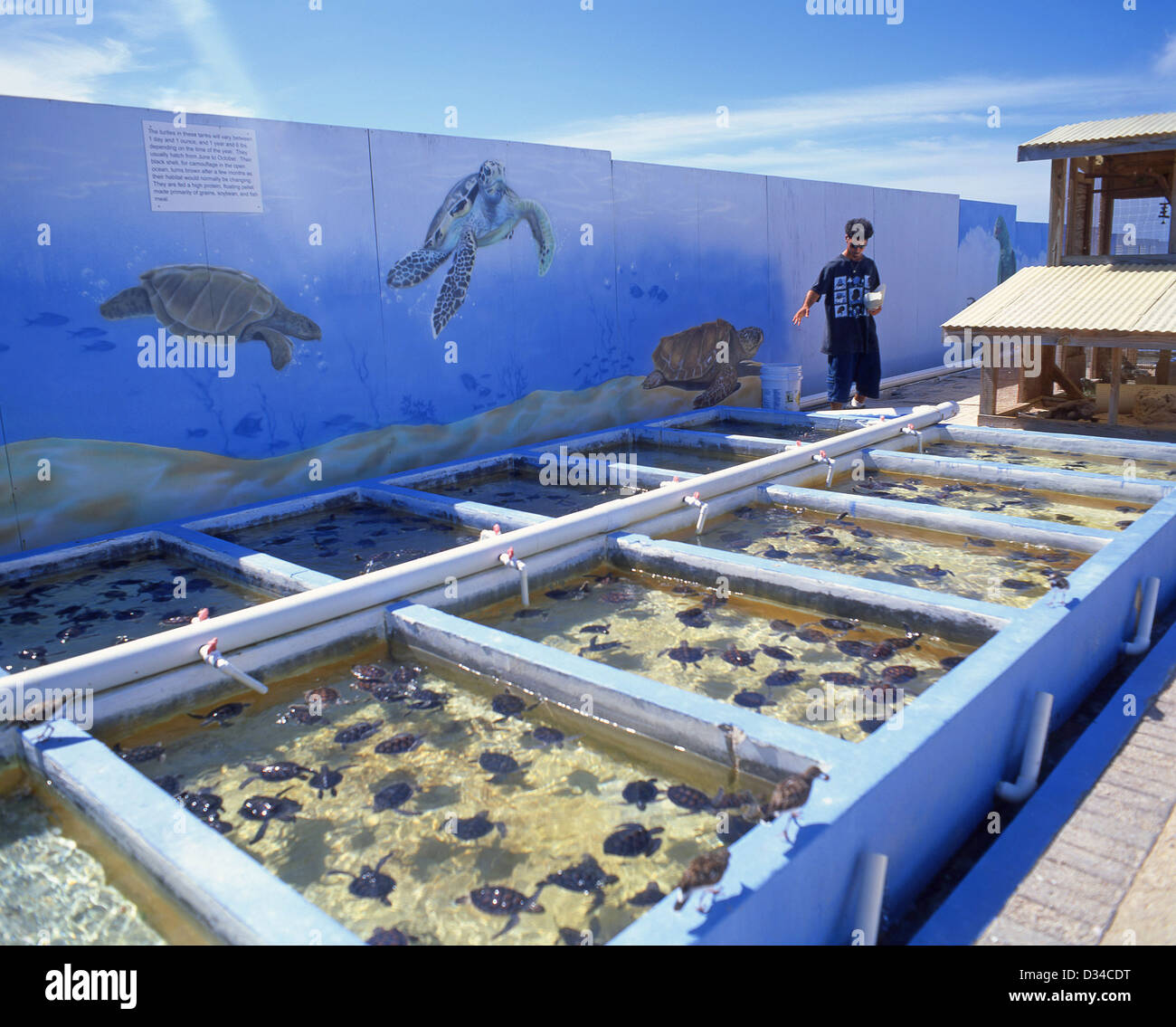 Breeding pools at Cayman Turtle Farm, West Bay, Cayman Islands, Greater Antilles, Caribbean Stock Photo