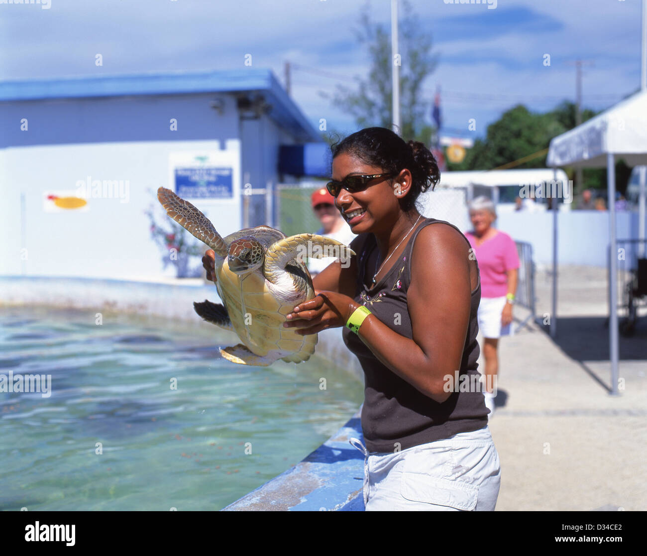 Woman holding a green sea turtle at Cayman Turtle Farm, West Bay, Cayman Islands, Greater Antilles, Caribbean Stock Photo