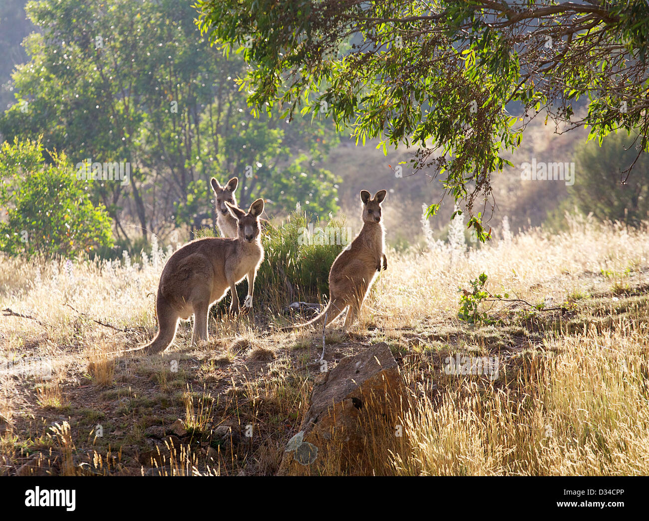 a number of kangaroos in the morning sun Stock Photo