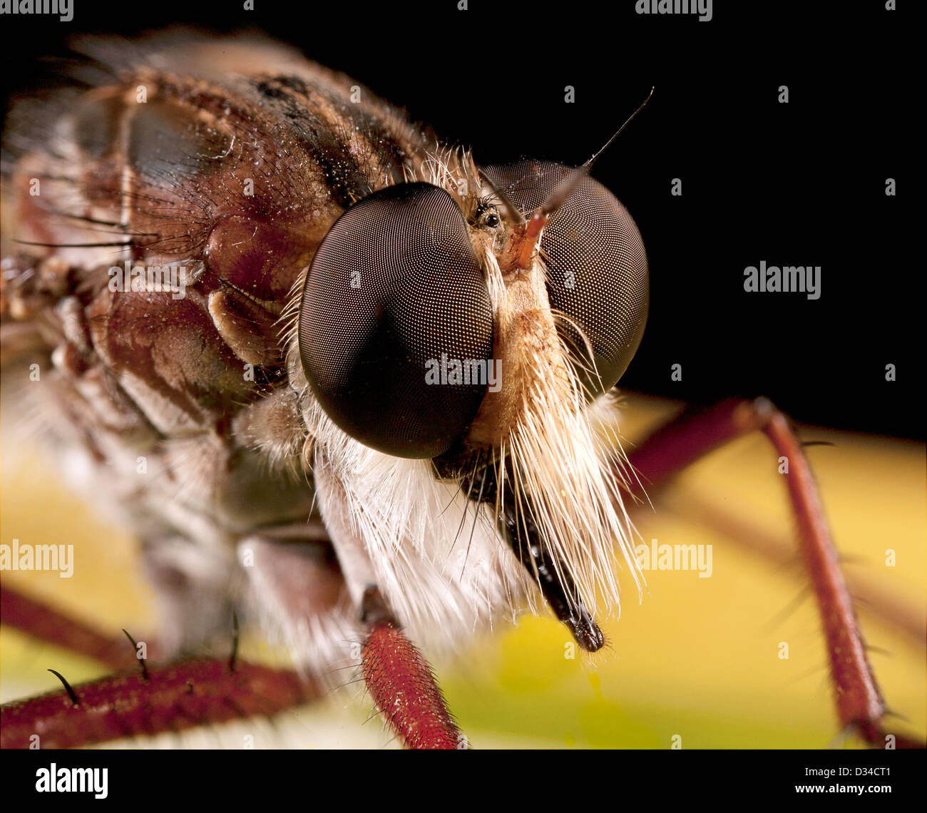 Robberfly sitting on a leaf Stock Photo