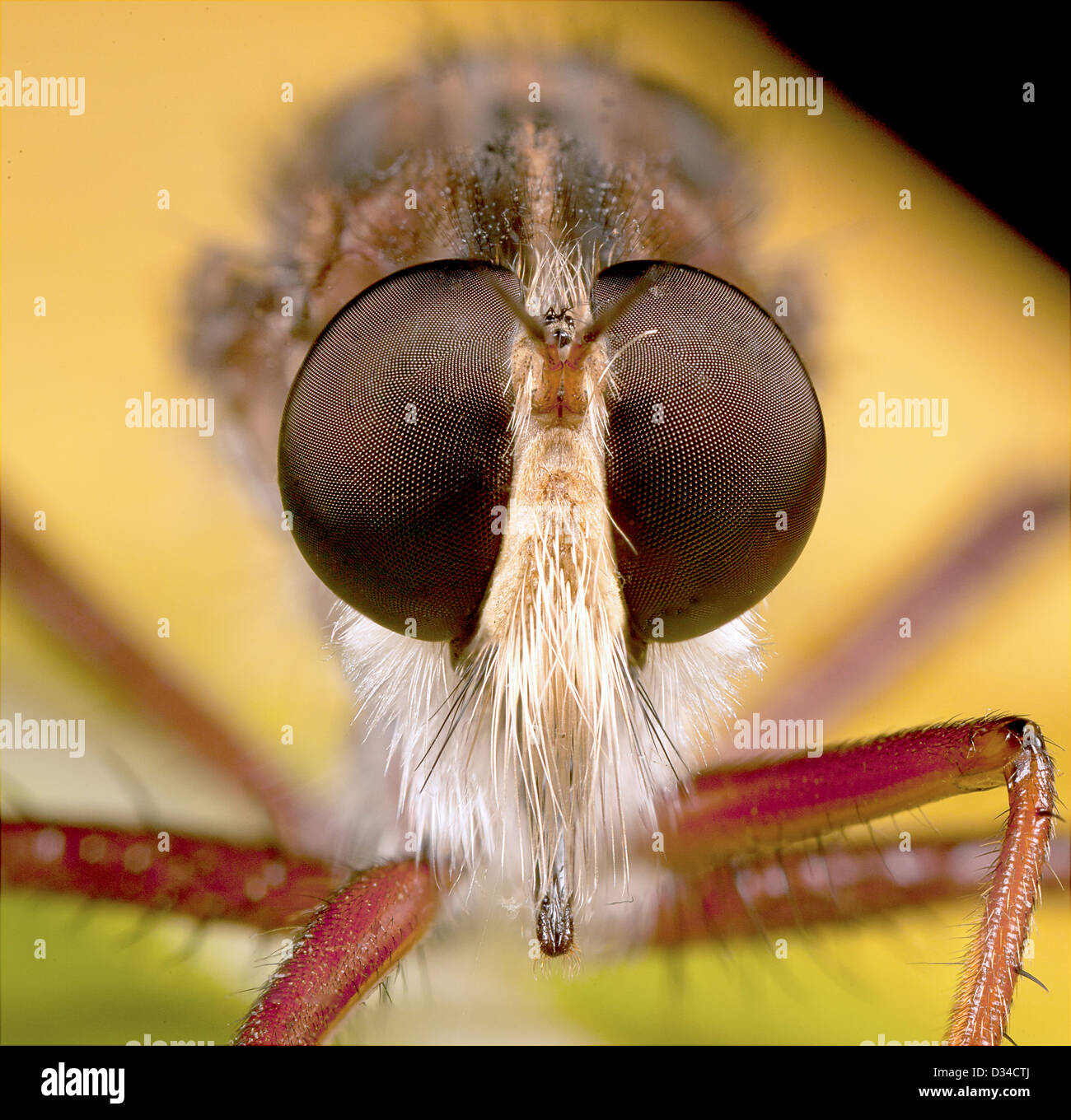 Robberfly sitting on a leaf Stock Photo