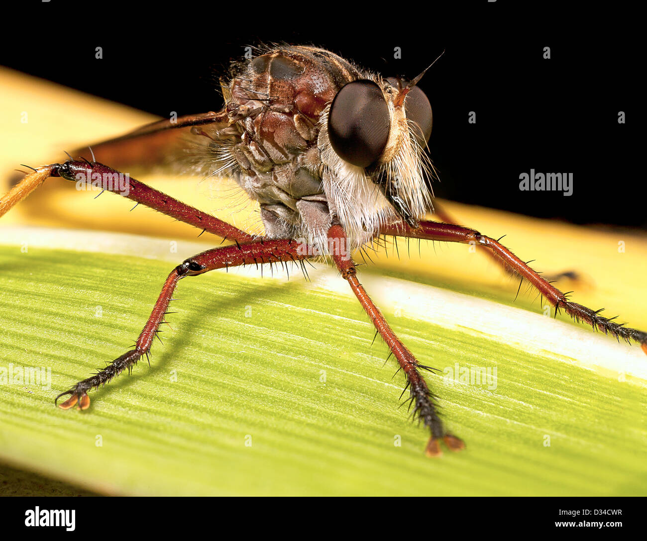 Robberfly sitting on a leaf Stock Photo