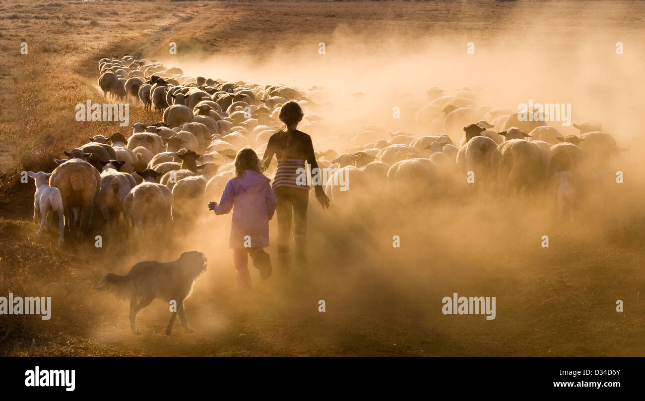 Children and dog herding sheep with lambs home on dry dusty farm road Stock Photo
