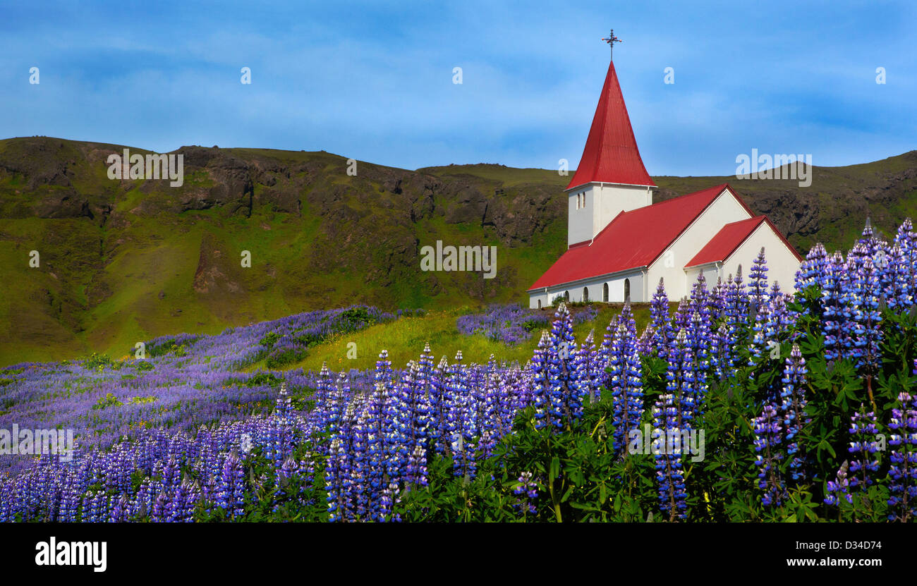 Church surrounded by mountains and Lupin flowers in Iceland Spring