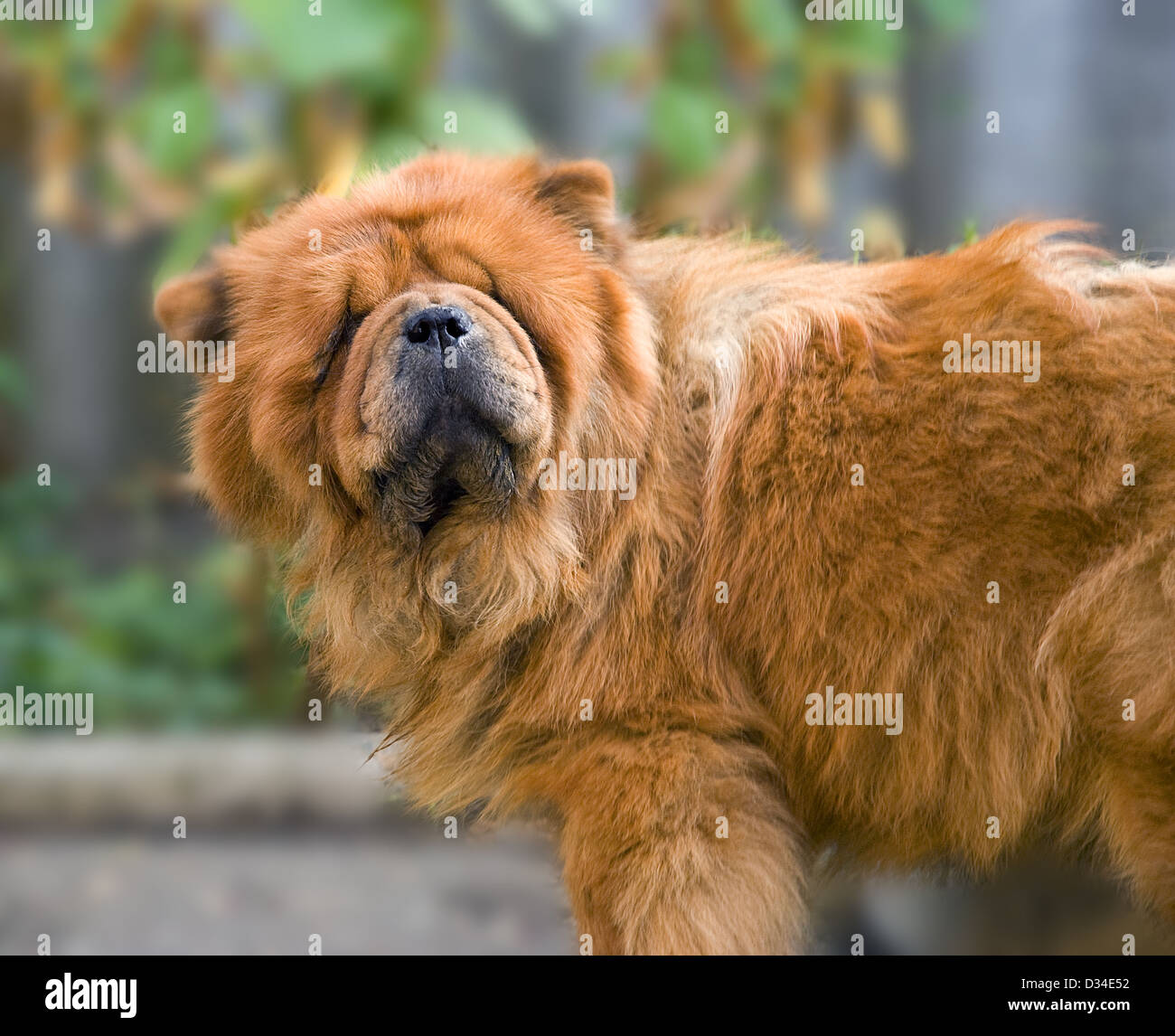 The dog of breed ' Chow-chow ' poses in front of the camera Stock Photo