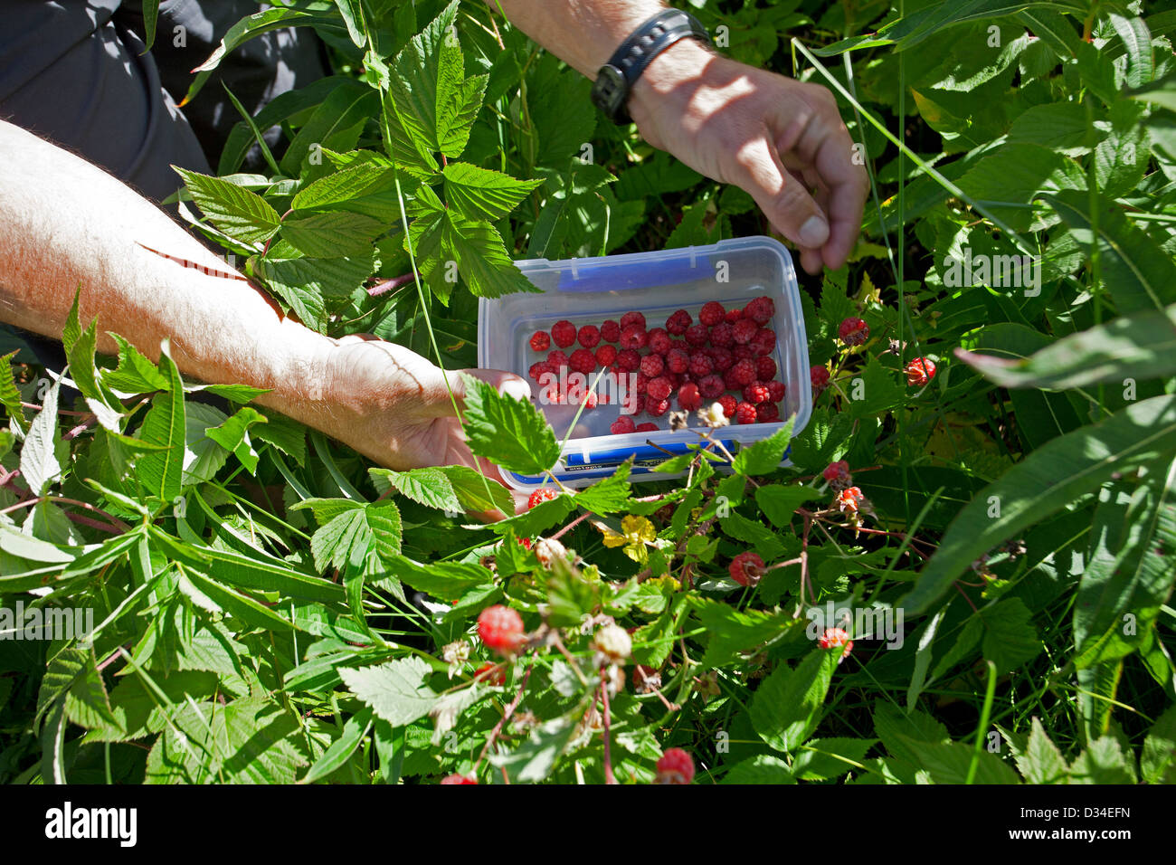 Picking wild raspberries. Alaska. USA Stock Photo Alamy