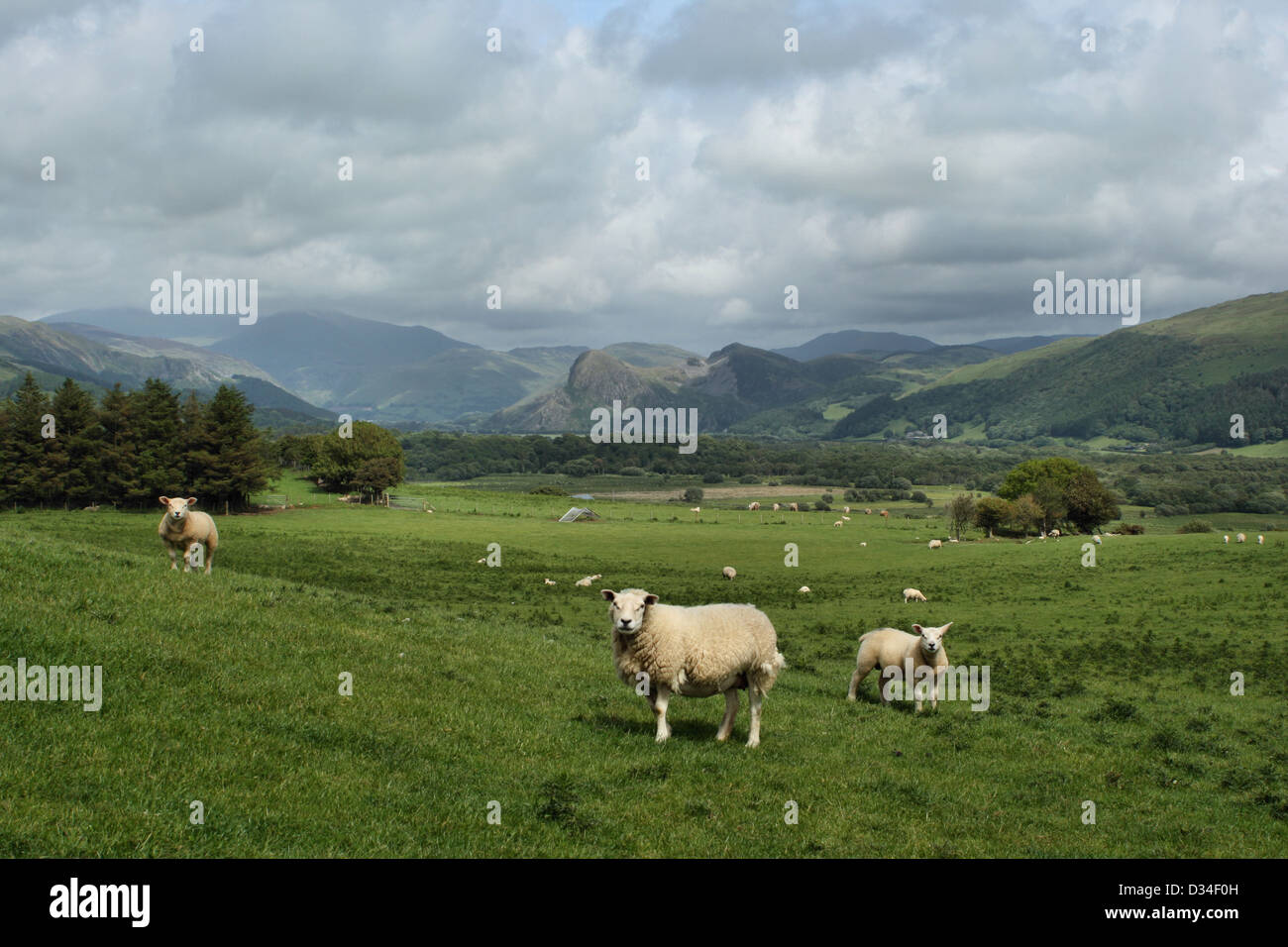 Sheep in fields in the Dysynni valley near Llanegryn Stock Photo - Alamy