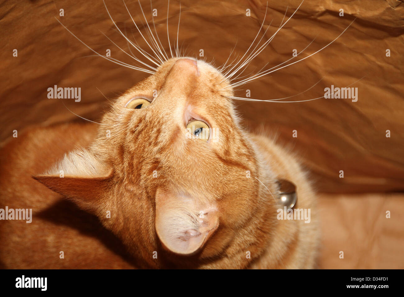 Ginger cat looking up hires stock photography and images Alamy