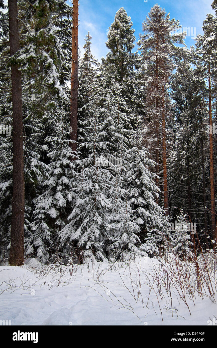 Winter landscape with road and wood Stock Photo - Alamy