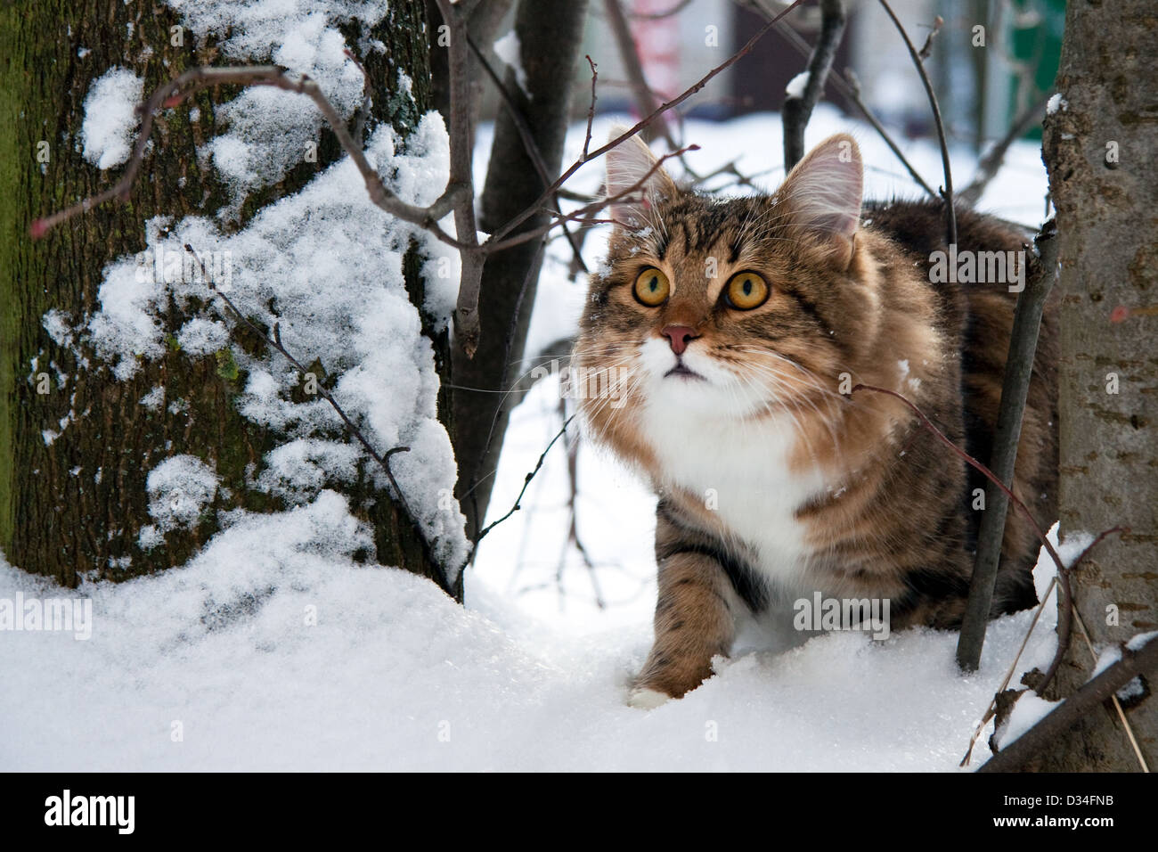 Зимний кот. Кошки в зимнем лесу. Кот в лесу зимой. Кот зима лес. Сибирский кот в лесу зимой.