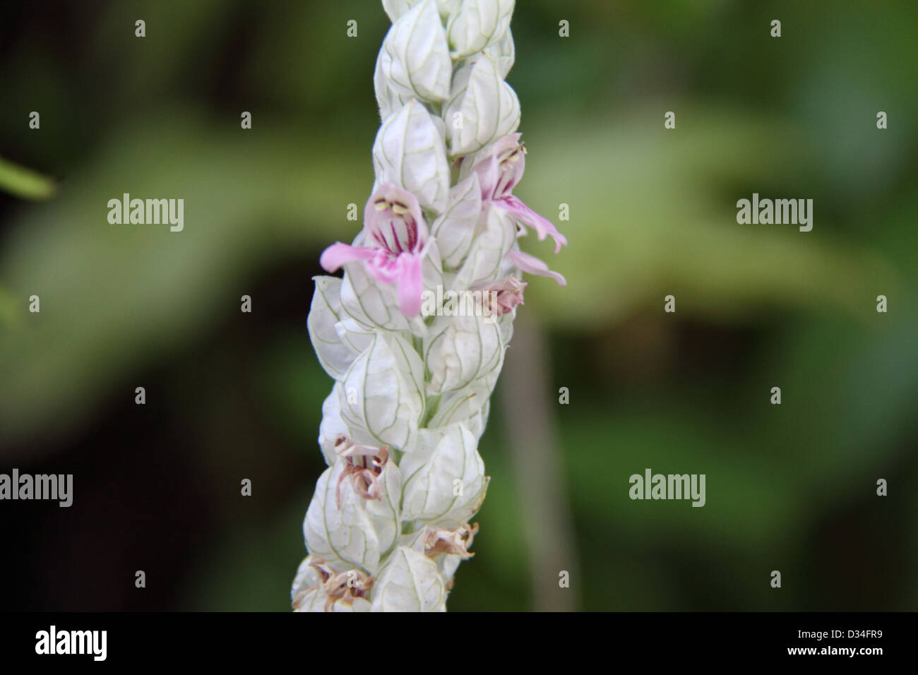 White Shrimp Flower (Justicia Betonica) Stock Photo