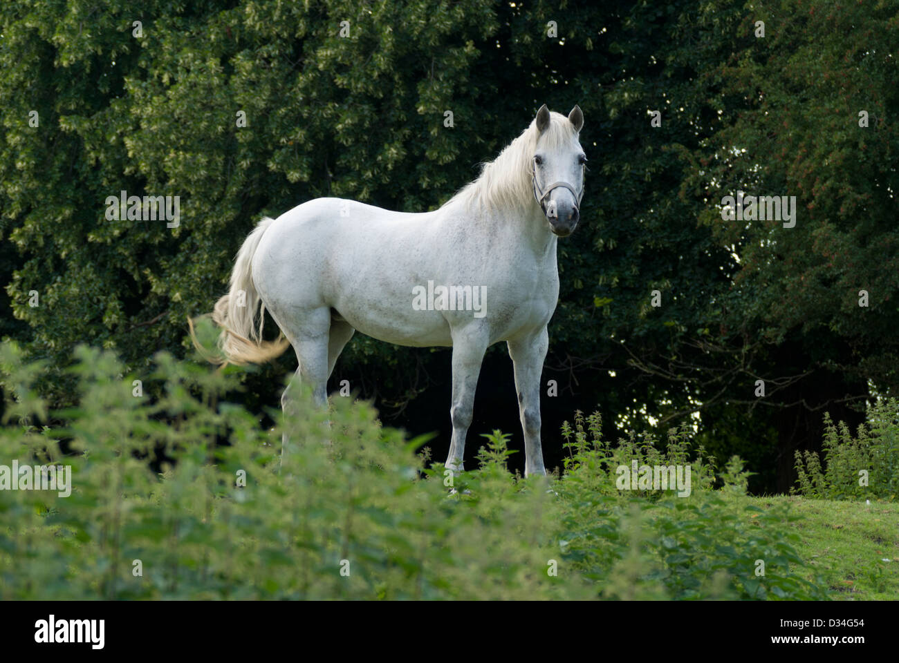 White Horse standing in a green field looking startled, with background