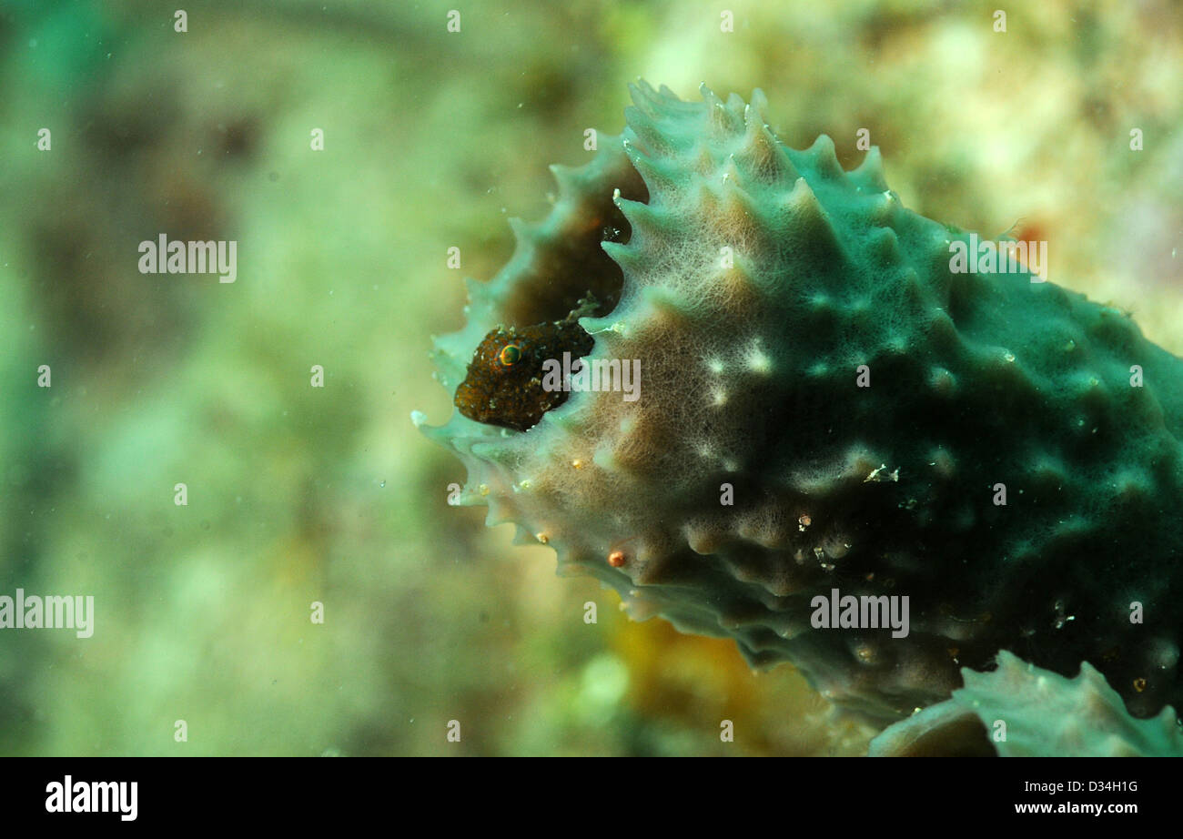 Macro goby fish peeking its head out from inside a sponge with detail