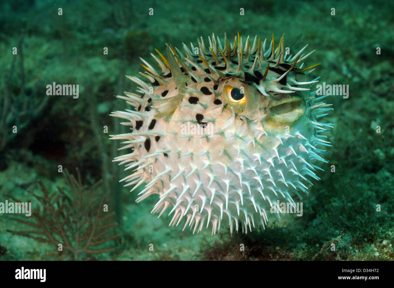 Blowfish or puffer fish underwater in ocean Stock Photo
