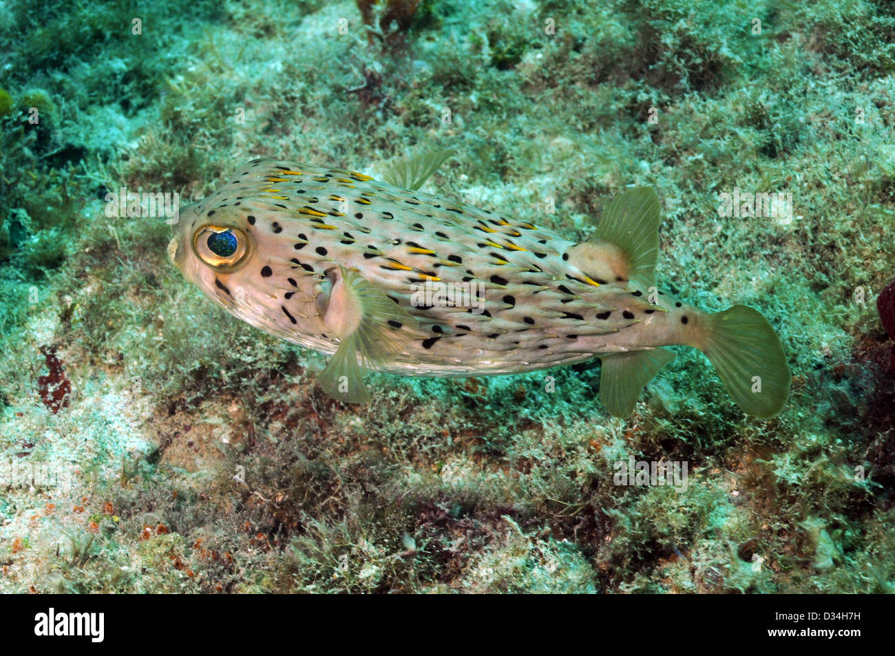 Blowfish or spiny porcupine fish underwater in ocean Stock Photo