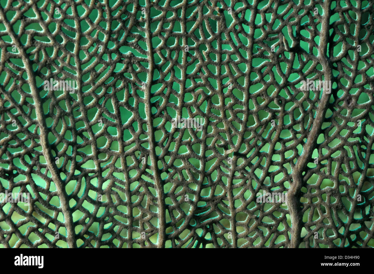 Close up image of sea fan for nature background Stock Photo