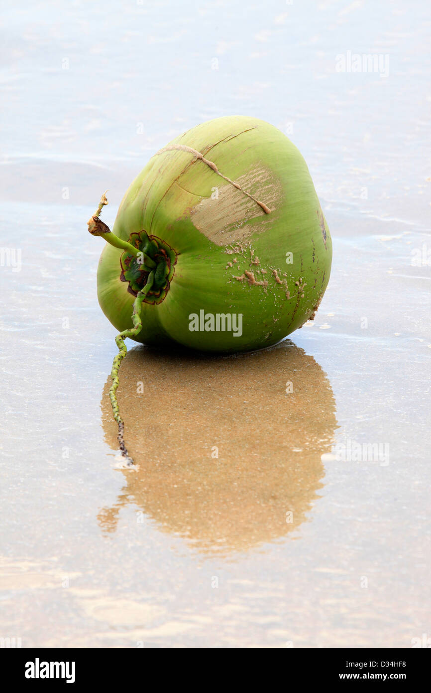 Coconut on the beach Stock Photo Alamy