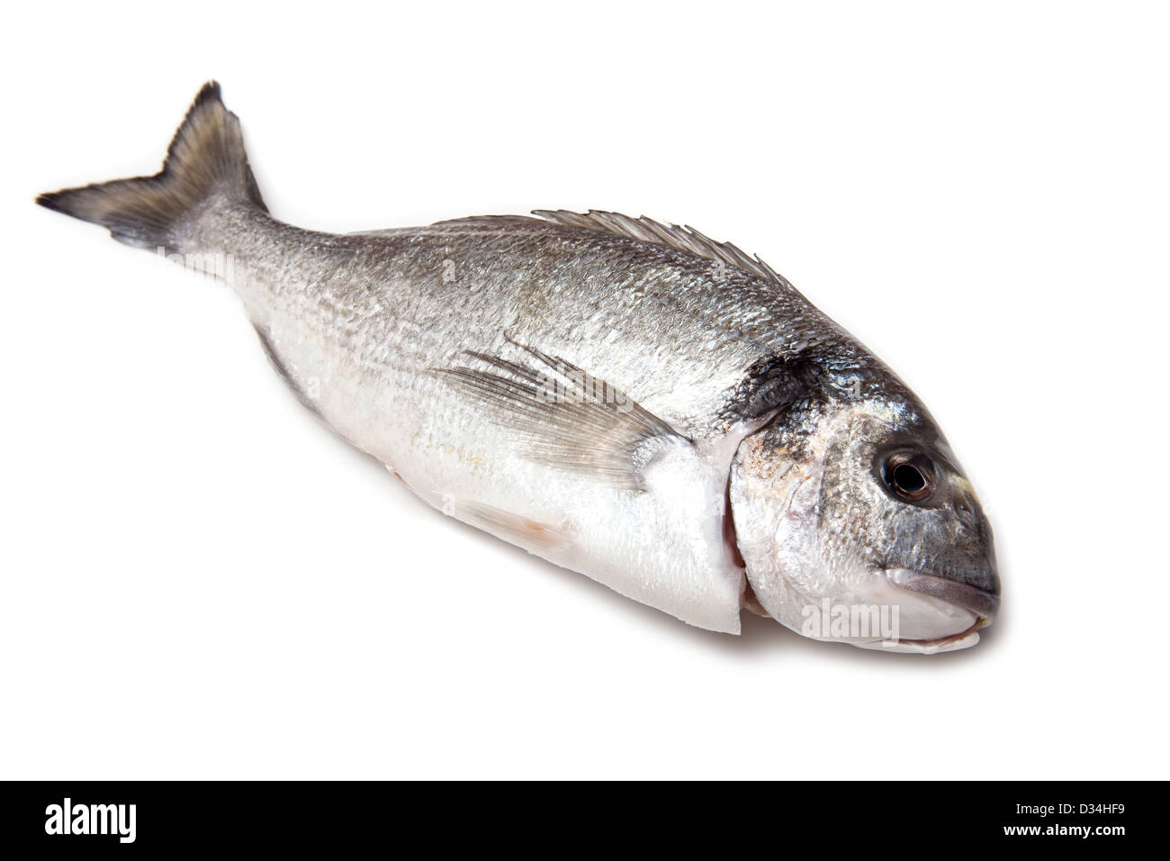 Sea Bream or Dorade fish isolated on a white studio background Stock
