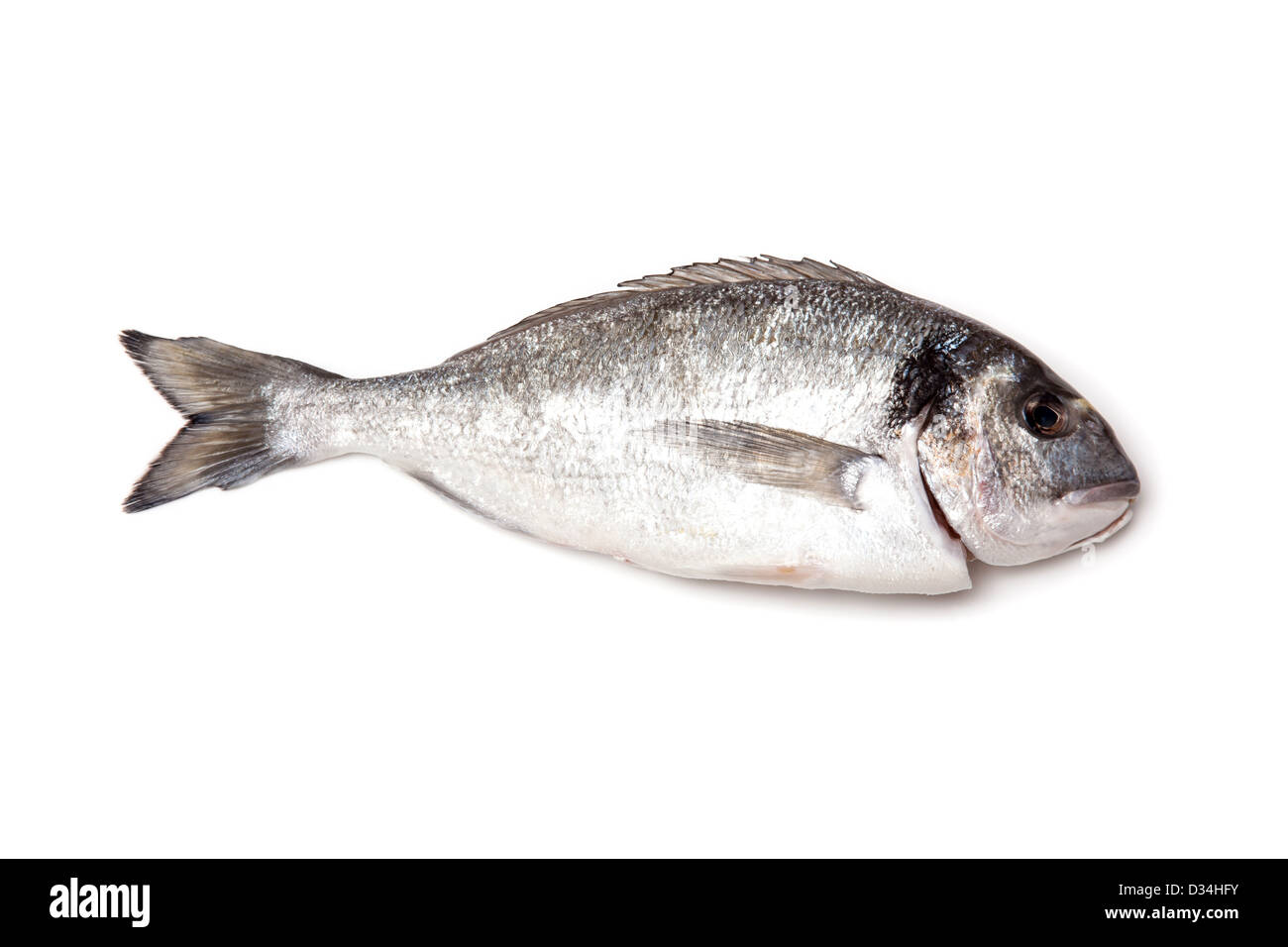 Sea Bream or Dorade fish isolated on a white studio background Stock