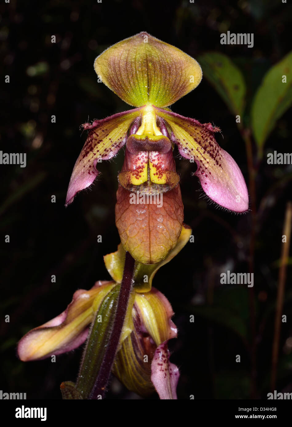 A Lady's Slipper orchid flower in wild. Kinabalu National Park, Sabah, Borneo, Malaysia. Stock Photo
