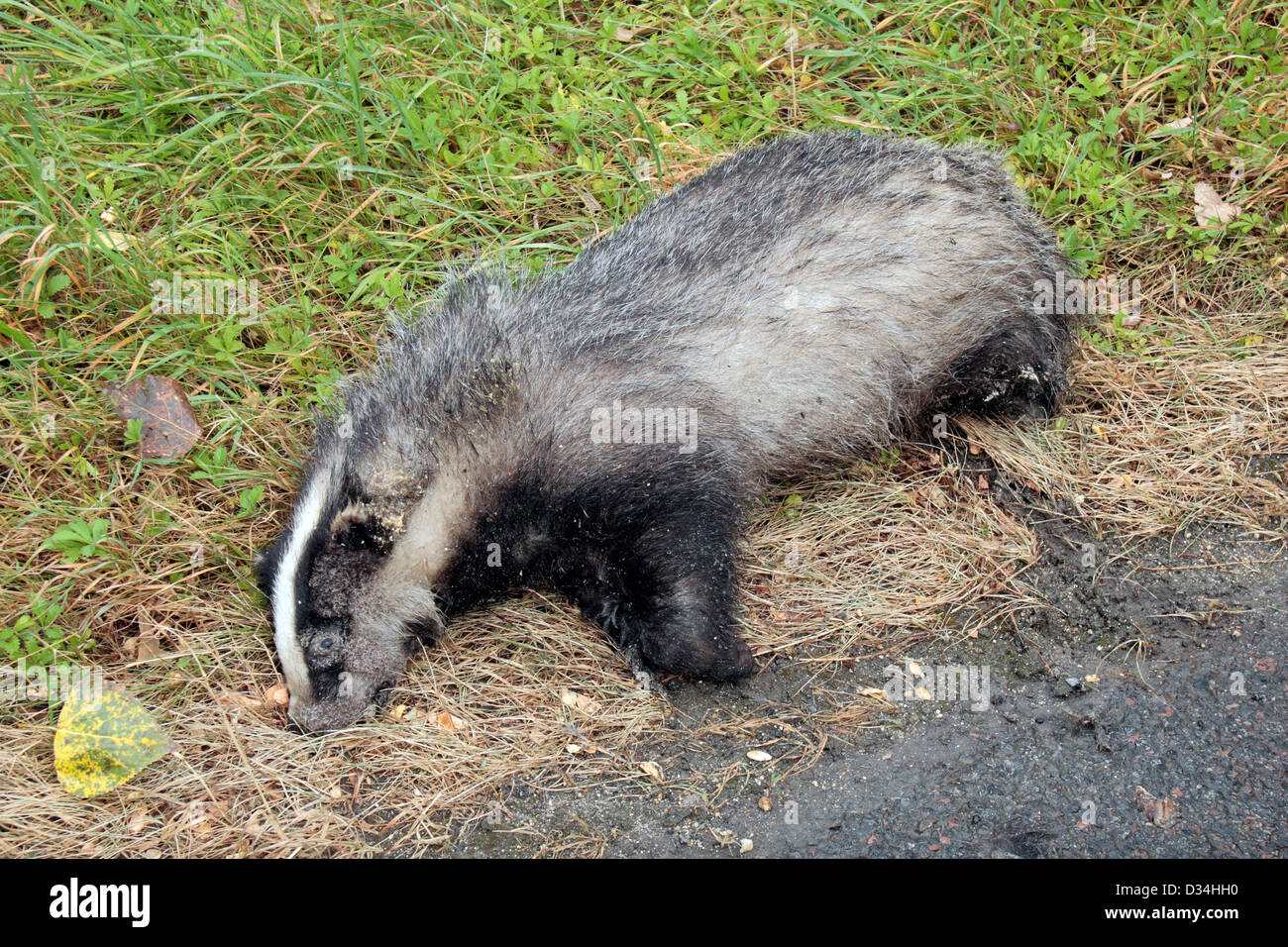 A dead badger on the side of a road (in France in this case Stock Photo