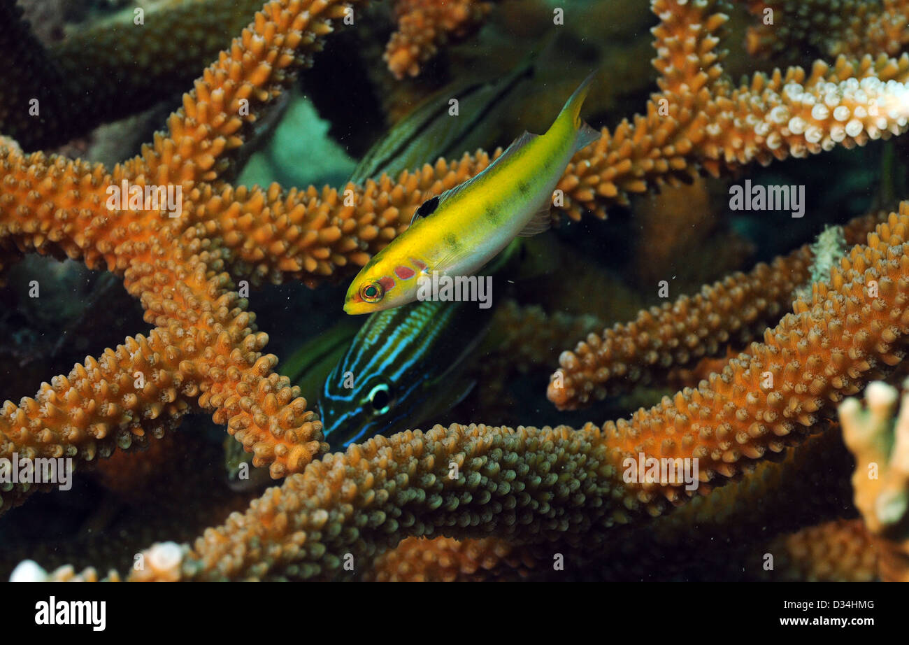 Close up of grunt and yellow wrasse tropical fish with staghorn coral Stock Photo