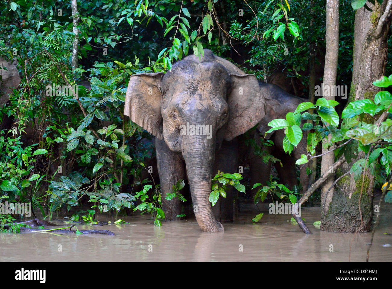 Pygmy elephants playing near Kinabatangan River. Sabah, Borneo, Malaysia. Stock Photo