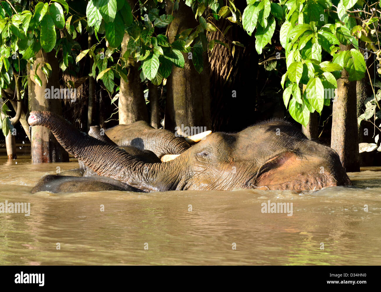 Pygmy elephants playing near Kinabatangan River. Sabah, Borneo, Malaysia. Stock Photo