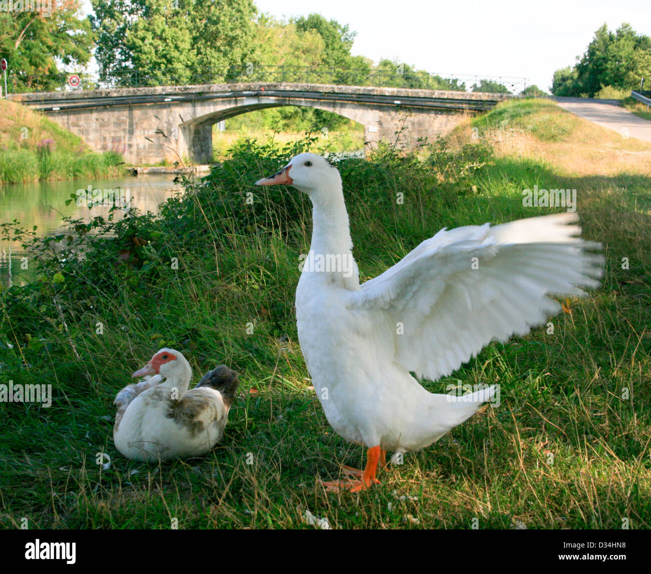two white ducks beside Canal Lateral de la Garonne at Villeton Stock Photo