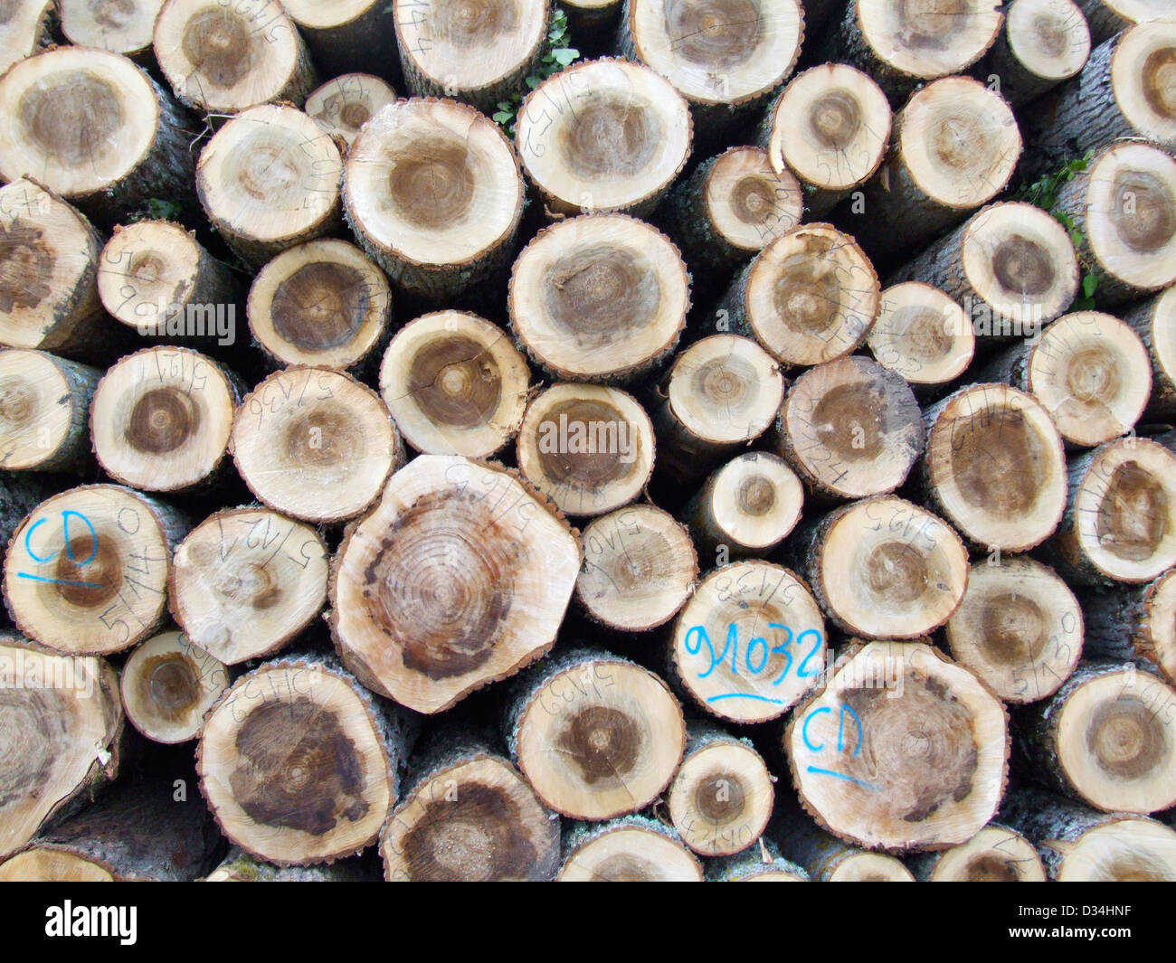 sawn logs ready for transport Stock Photo
