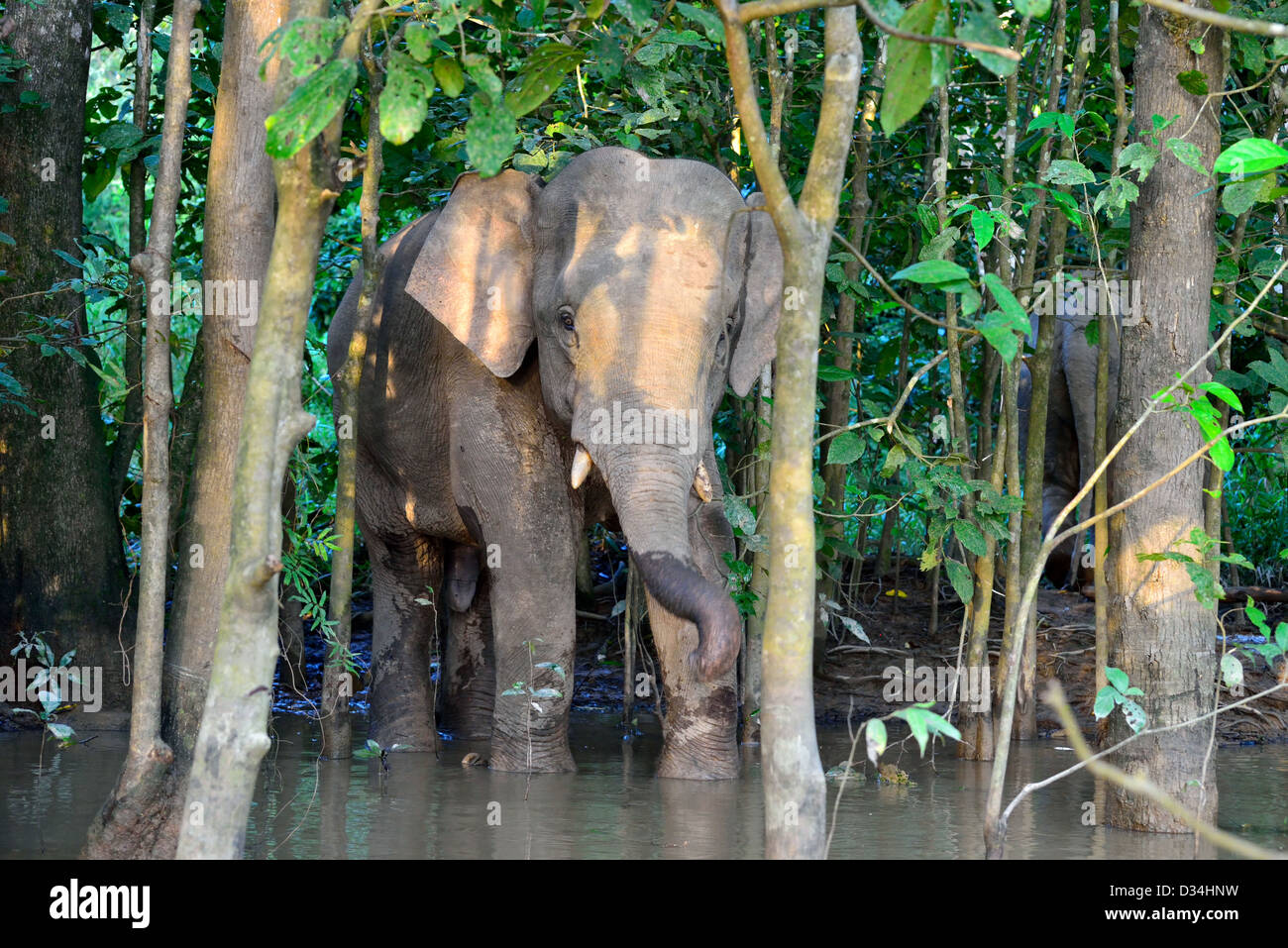 Pygmy elephant playing near Kinabatangan River. Sabah, Borneo, Malaysia