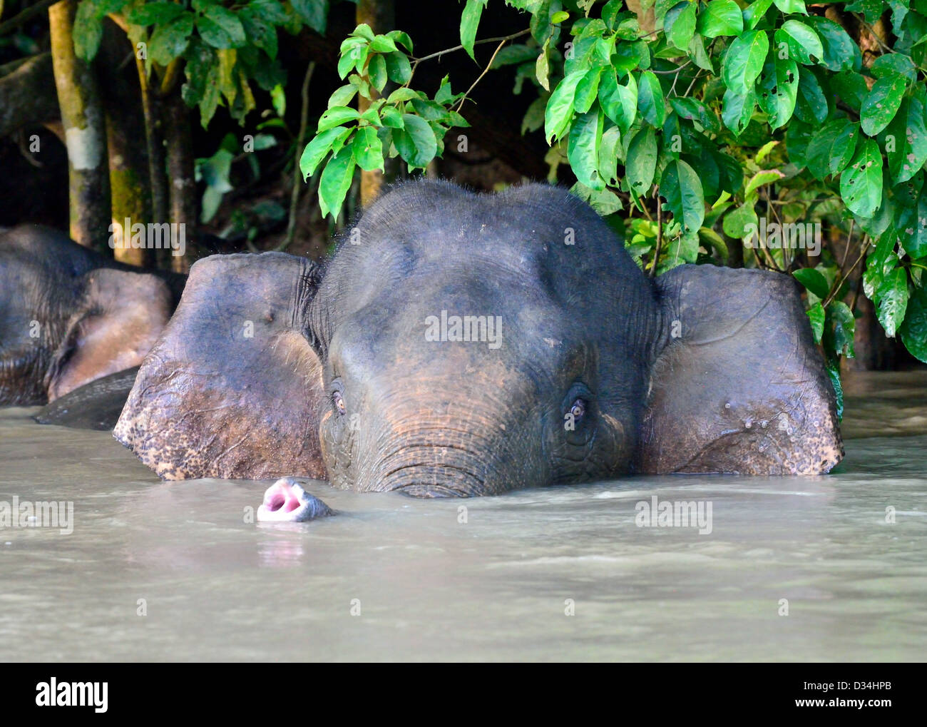 Pygmy elephant playing in the Kinabatangan River. Sabah, Borneo