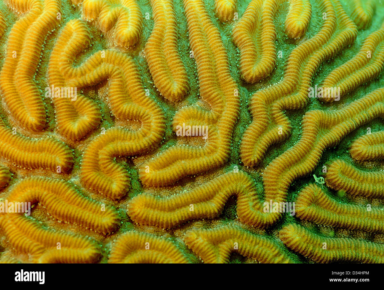 close up image of brain coral underwater Stock Photo