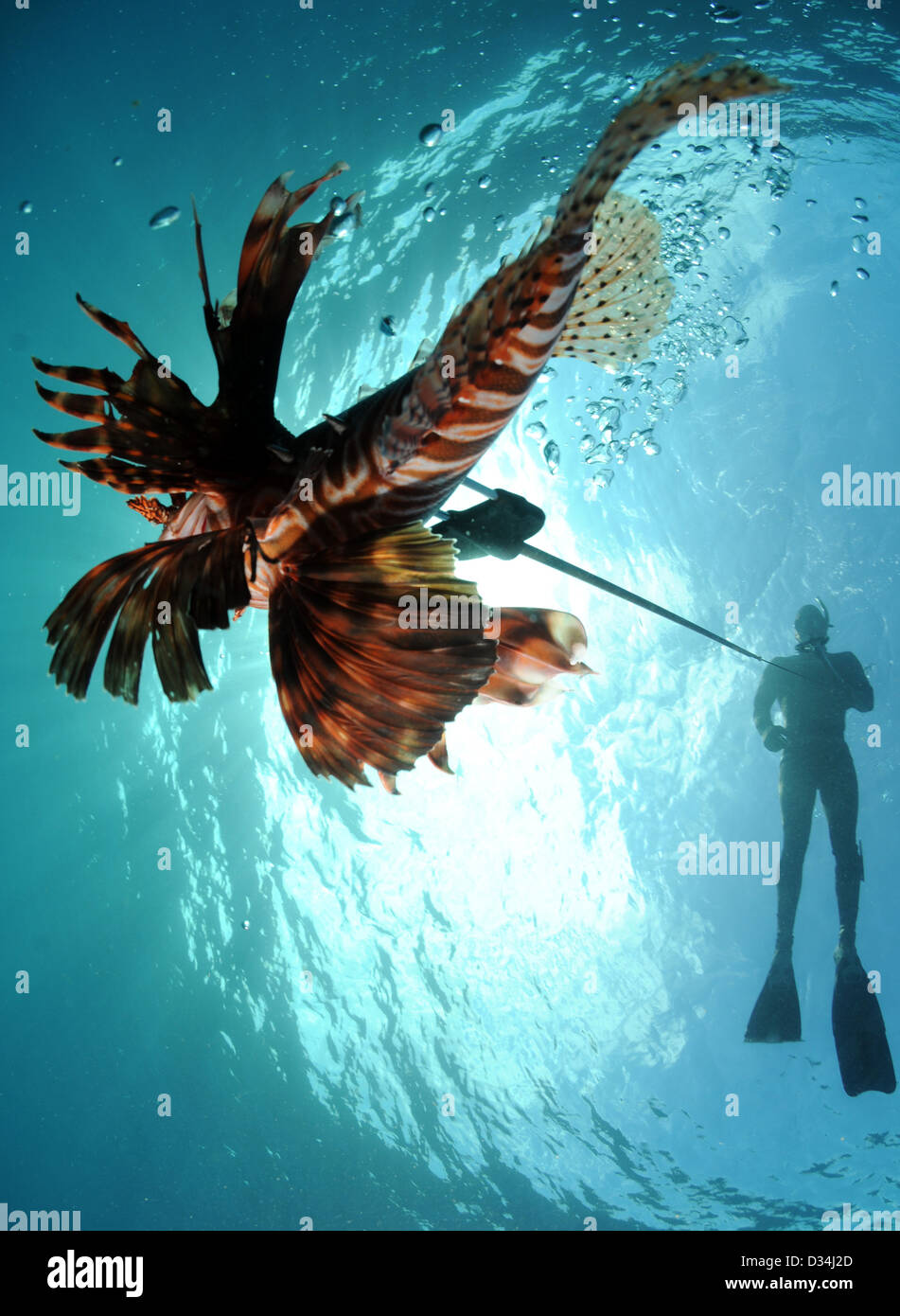 man spear fishing lionfish off the coast of florida Stock Photo
