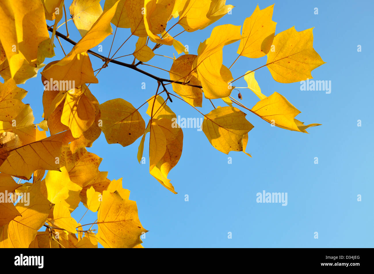 A branch with yellow autumn leaves on blue sky Stock Photo - Alamy