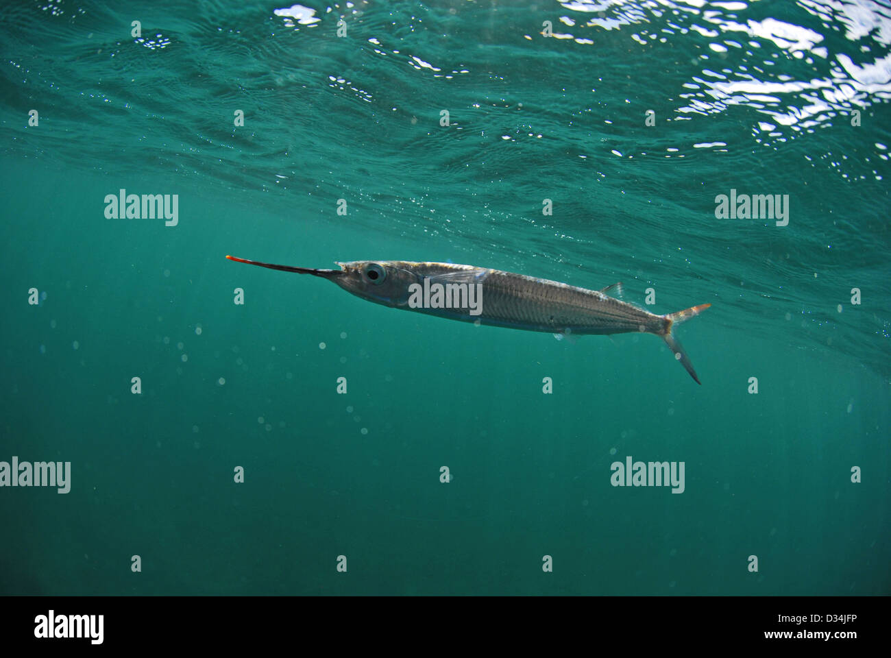 Ballyhoo bait fish hires stock photography and images Alamy