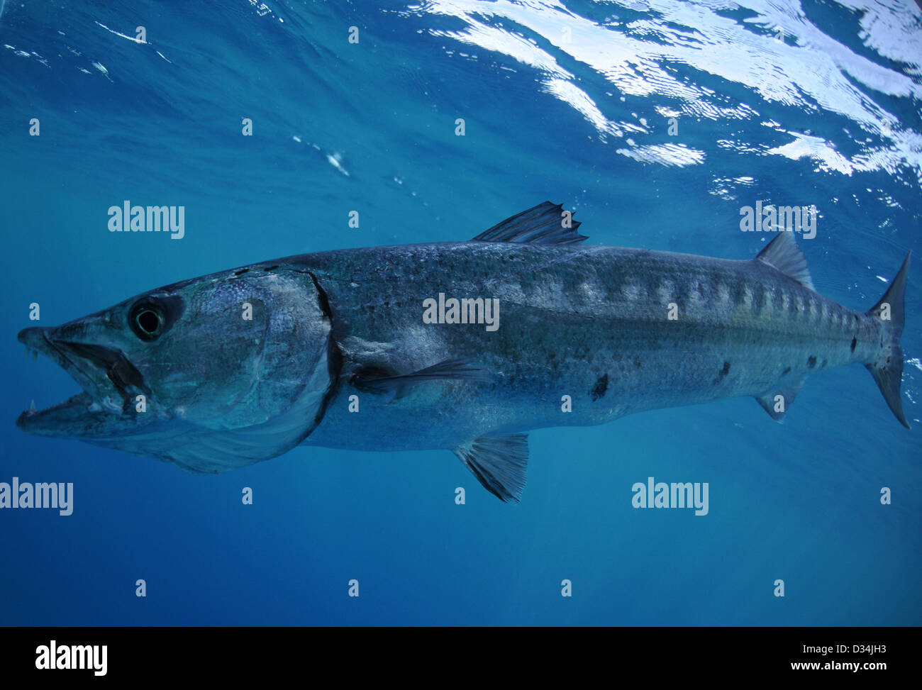 Barracuda with open mouth and teeth swimming in Atlantic ocean Stock