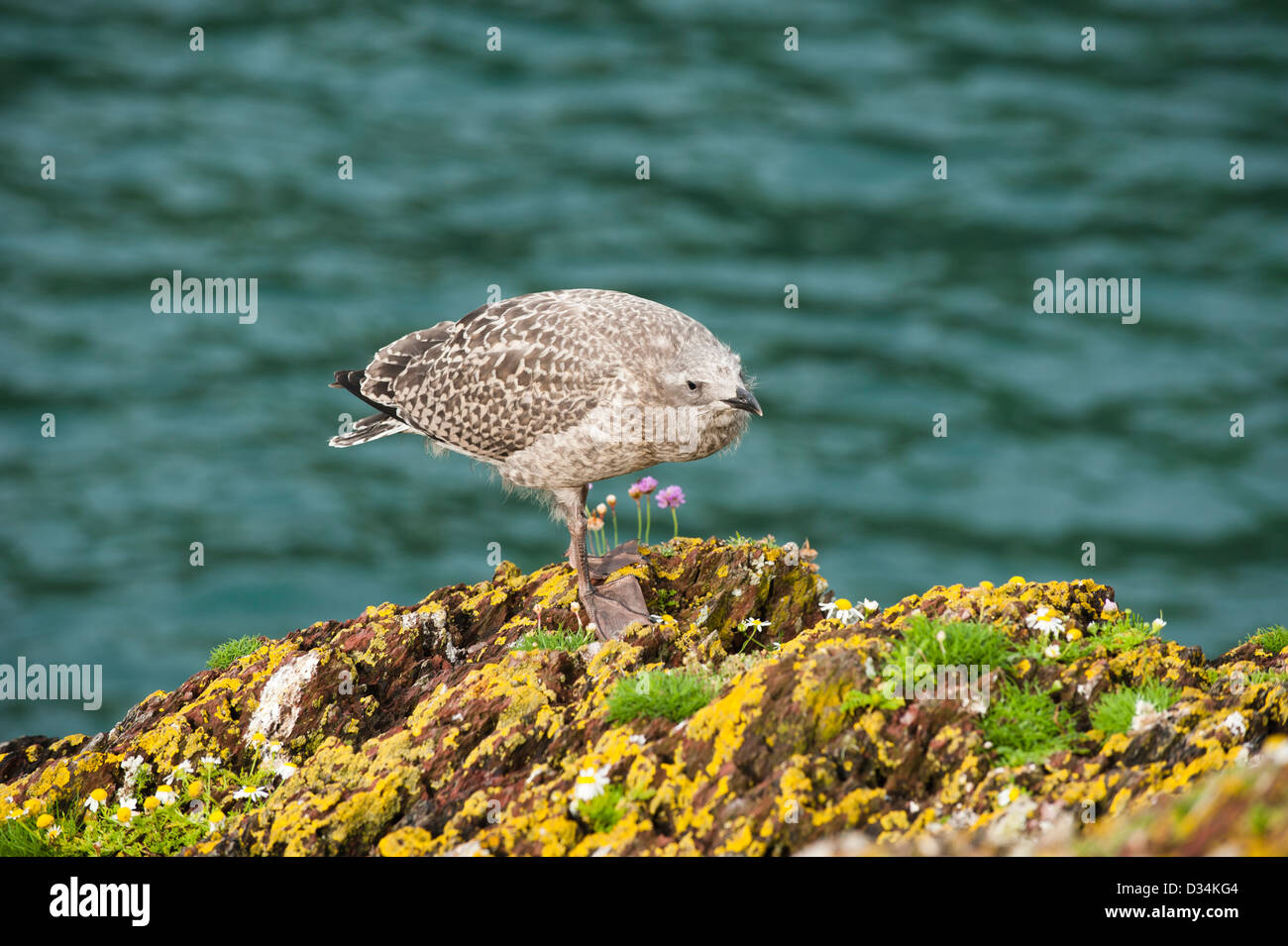 Herring Gull chick, Larus argentatus Stock Photo Alamy