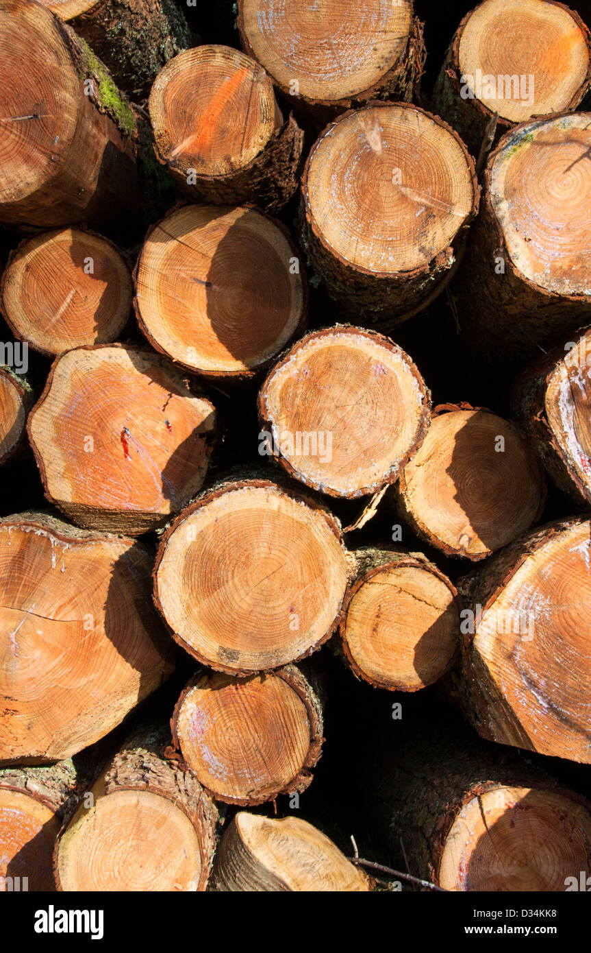 Sawn Logs Stock Photo