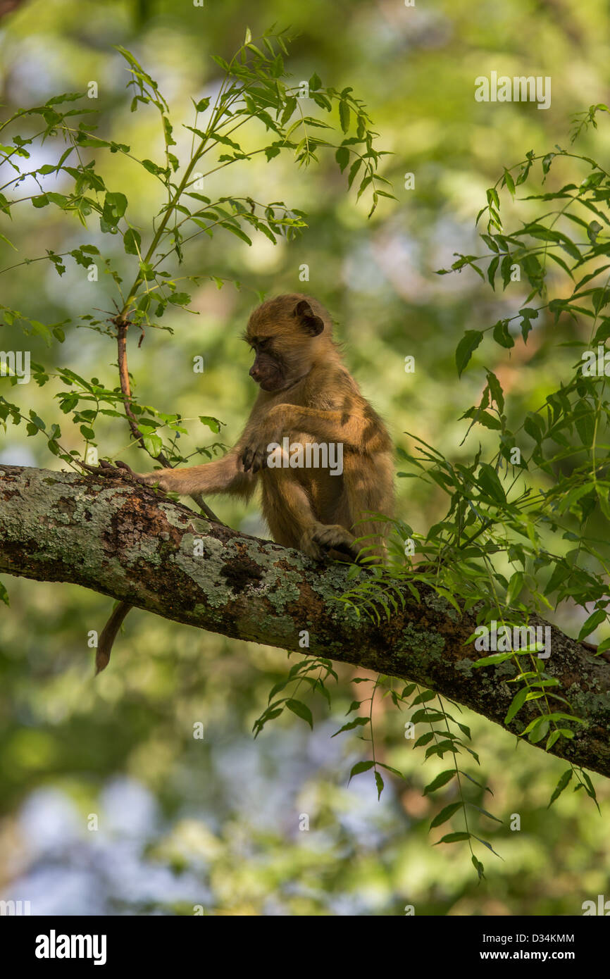 Baboon yellow monkey savanna hi-res stock photography and images - Alamy