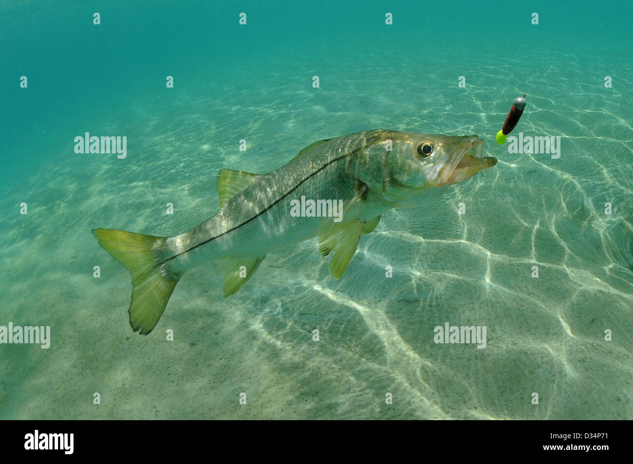 Snook in ocean chasing lure while fishing Stock Photo