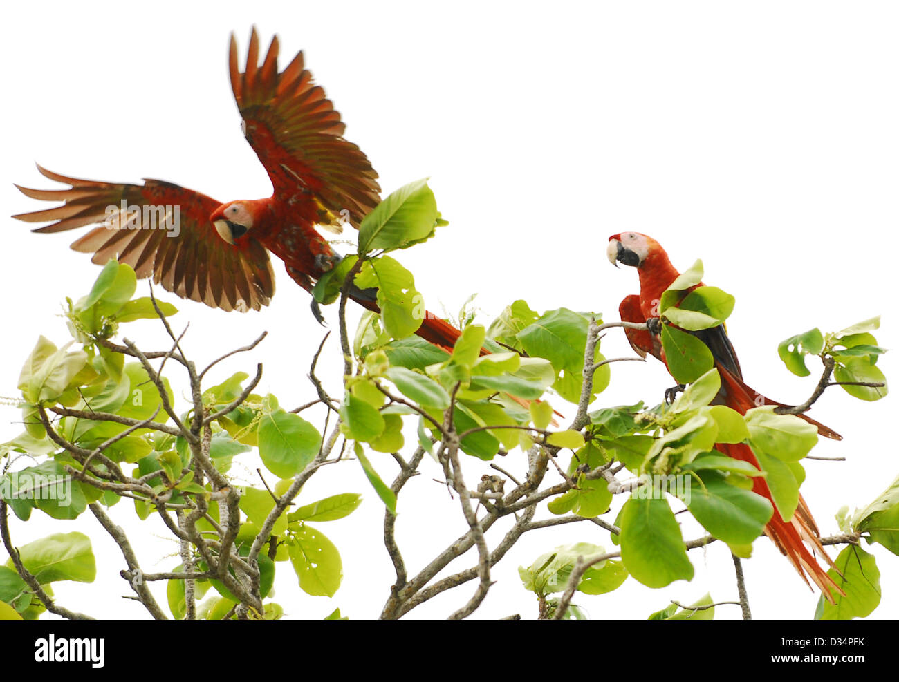 Parrots flying away from tree in Costa Rica Stock Photo