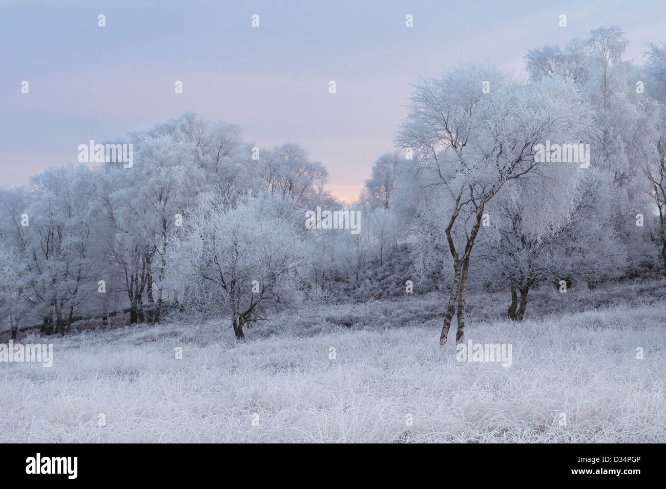 Birch Trees in Hoar Frost Gardom's Edge Peak District Derbyshire Stock ...