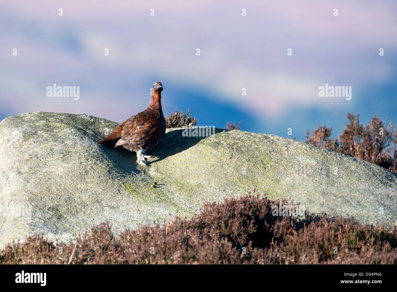 Red Grouse on rock Peak District Derbyshire Stock Photo