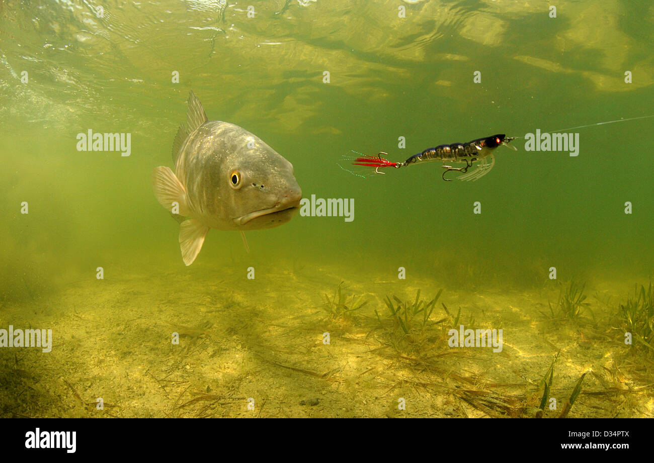 fishing for redfish underwater using bat Stock Photo Alamy