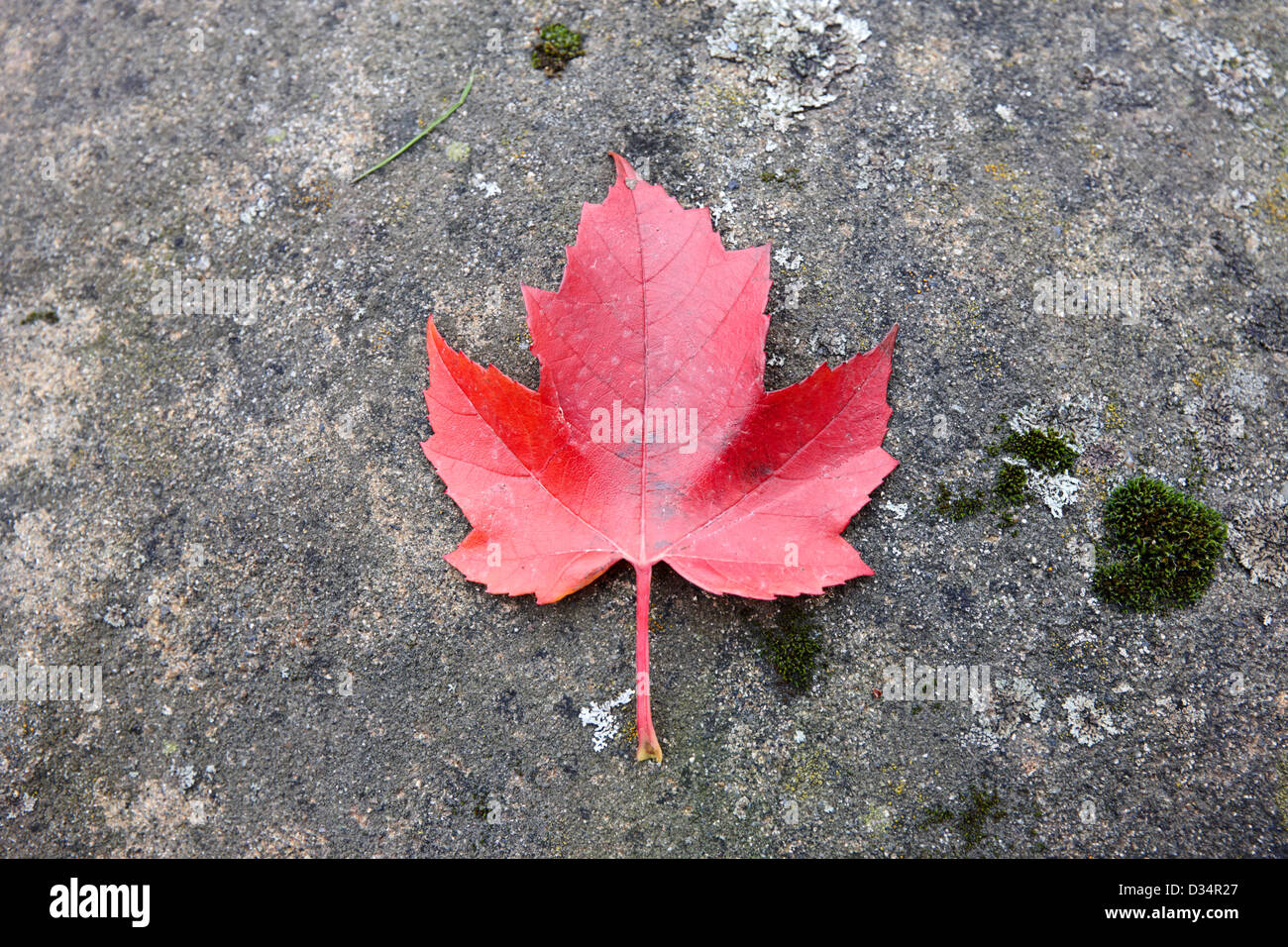 red fallen canadian maple leaf lying on a rock in Vancouver BC Canada Stock Photo