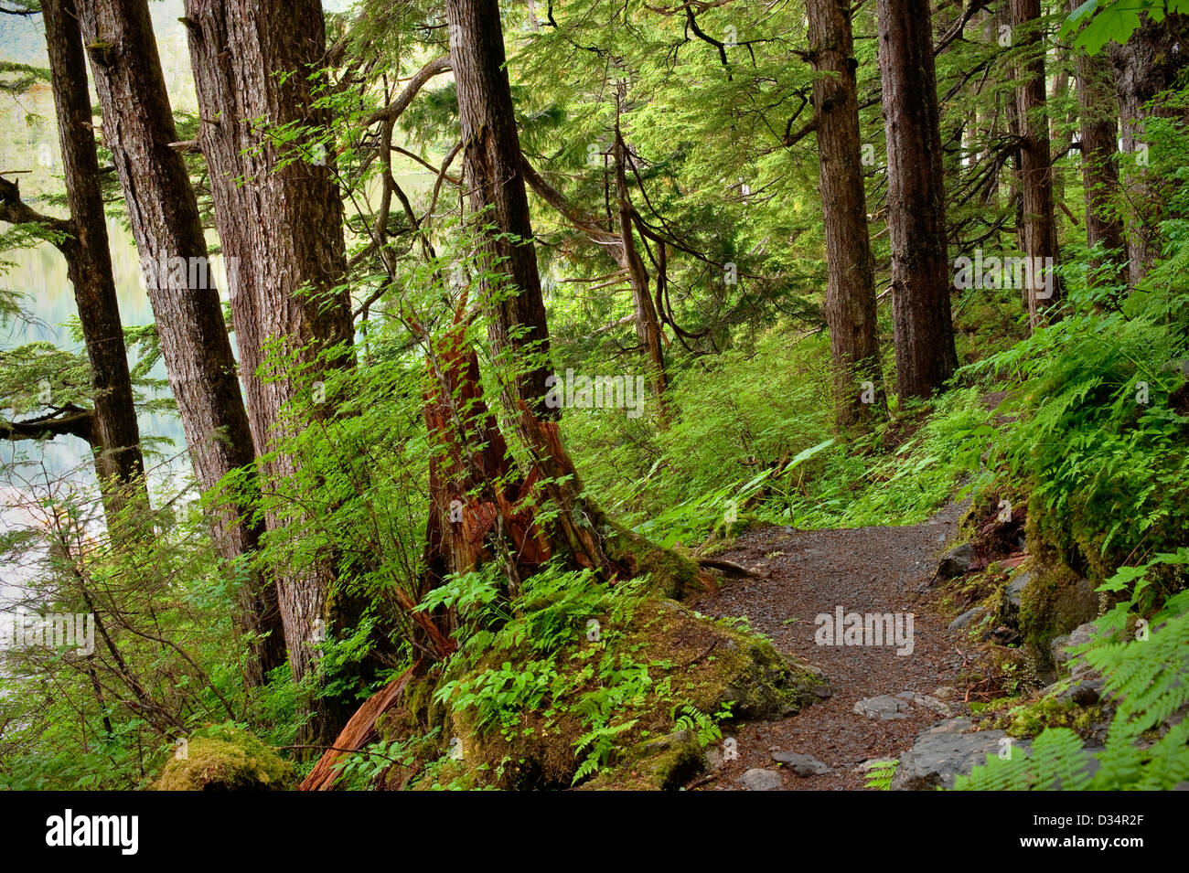 beaver-lake-trail-tongass-national-forest-se-alaska-near-sitka-stock